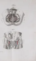 An illustration from Pfennig-Encyklopädie der Anatomie, oder, Bildliche Darstellung der gesammten menschlichen Anatomie : nach Rosenmüller, Loder, Carl Bell, Gordon, Bock etc / gestochen von J.F. Schröter ; mit erklärendem Texte von. Th. Richter. (1834)