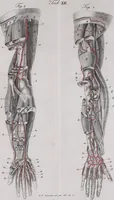 An illustration from Pfennig-Encyklopädie der Anatomie, oder, Bildliche Darstellung der gesammten menschlichen Anatomie : nach Rosenmüller, Loder, Carl Bell, Gordon, Bock etc / gestochen von J.F. Schröter ; mit erklärendem Texte von. Th. Richter. (1834)
