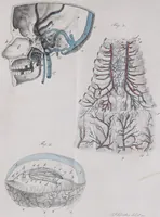 Picture 54 of 68 from Pfennig-Encyklopädie der Anatomie, oder, Bildliche Darstellung der gesammten menschlichen Anatomie : nach Rosenmüller, Loder, Carl Bell, Gordon, Bock etc / gestochen von J.F. Schröter ; mit erklärendem Texte von. Th. Richter. (1834), leaf 467