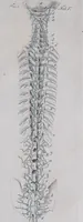 Picture 55 of 68 from Pfennig-Encyklopädie der Anatomie, oder, Bildliche Darstellung der gesammten menschlichen Anatomie : nach Rosenmüller, Loder, Carl Bell, Gordon, Bock etc / gestochen von J.F. Schröter ; mit erklärendem Texte von. Th. Richter. (1834), leaf 469