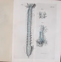 An illustration from Pfennig-Encyklopädie der Anatomie, oder, Bildliche Darstellung der gesammten menschlichen Anatomie : nach Rosenmüller, Loder, Carl Bell, Gordon, Bock etc / gestochen von J.F. Schröter ; mit erklärendem Texte von. Th. Richter. (1834)