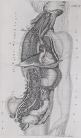 Picture 57 of 68 from Pfennig-Encyklopädie der Anatomie, oder, Bildliche Darstellung der gesammten menschlichen Anatomie : nach Rosenmüller, Loder, Carl Bell, Gordon, Bock etc / gestochen von J.F. Schröter ; mit erklärendem Texte von. Th. Richter. (1834), leaf 535