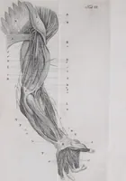 An illustration from Pfennig-Encyklopädie der Anatomie, oder, Bildliche Darstellung der gesammten menschlichen Anatomie : nach Rosenmüller, Loder, Carl Bell, Gordon, Bock etc / gestochen von J.F. Schröter ; mit erklärendem Texte von. Th. Richter. (1834)