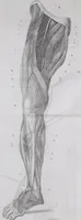 An illustration from Pfennig-Encyklopädie der Anatomie, oder, Bildliche Darstellung der gesammten menschlichen Anatomie : nach Rosenmüller, Loder, Carl Bell, Gordon, Bock etc / gestochen von J.F. Schröter ; mit erklärendem Texte von. Th. Richter. (1834)