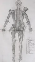 An illustration from Pfennig-Encyklopädie der Anatomie, oder, Bildliche Darstellung der gesammten menschlichen Anatomie : nach Rosenmüller, Loder, Carl Bell, Gordon, Bock etc / gestochen von J.F. Schröter ; mit erklärendem Texte von. Th. Richter. (1834)