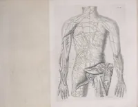 An illustration from Pfennig-Encyklopädie der Anatomie, oder, Bildliche Darstellung der gesammten menschlichen Anatomie : nach Rosenmüller, Loder, Carl Bell, Gordon, Bock etc / gestochen von J.F. Schröter ; mit erklärendem Texte von. Th. Richter. (1834)