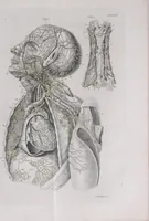 An illustration from Pfennig-Encyklopädie der Anatomie, oder, Bildliche Darstellung der gesammten menschlichen Anatomie : nach Rosenmüller, Loder, Carl Bell, Gordon, Bock etc / gestochen von J.F. Schröter ; mit erklärendem Texte von. Th. Richter. (1834)