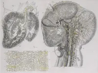Picture 63 of 68 from Pfennig-Encyklopädie der Anatomie, oder, Bildliche Darstellung der gesammten menschlichen Anatomie : nach Rosenmüller, Loder, Carl Bell, Gordon, Bock etc / gestochen von J.F. Schröter ; mit erklärendem Texte von. Th. Richter. (1834), leaf 619