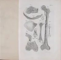 Picture 4 of 68 from Pfennig-Encyklopädie der Anatomie, oder, Bildliche Darstellung der gesammten menschlichen Anatomie : nach Rosenmüller, Loder, Carl Bell, Gordon, Bock etc / gestochen von J.F. Schröter ; mit erklärendem Texte von. Th. Richter. (1834), leaf 63