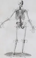 Picture 5 of 68 from Pfennig-Encyklopädie der Anatomie, oder, Bildliche Darstellung der gesammten menschlichen Anatomie : nach Rosenmüller, Loder, Carl Bell, Gordon, Bock etc / gestochen von J.F. Schröter ; mit erklärendem Texte von. Th. Richter. (1834), leaf 65
