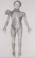 An illustration from Pfennig-Encyklopädie der Anatomie, oder, Bildliche Darstellung der gesammten menschlichen Anatomie : nach Rosenmüller, Loder, Carl Bell, Gordon, Bock etc / gestochen von J.F. Schröter ; mit erklärendem Texte von. Th. Richter. (1834)