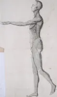 An illustration from Pfennig-Encyklopädie der Anatomie, oder, Bildliche Darstellung der gesammten menschlichen Anatomie : nach Rosenmüller, Loder, Carl Bell, Gordon, Bock etc / gestochen von J.F. Schröter ; mit erklärendem Texte von. Th. Richter. (1834)