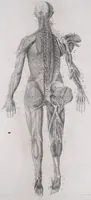 An illustration from Pfennig-Encyklopädie der Anatomie, oder, Bildliche Darstellung der gesammten menschlichen Anatomie : nach Rosenmüller, Loder, Carl Bell, Gordon, Bock etc / gestochen von J.F. Schröter ; mit erklärendem Texte von. Th. Richter. (1834)