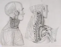 Picture 67 of 68 from Pfennig-Encyklopädie der Anatomie, oder, Bildliche Darstellung der gesammten menschlichen Anatomie : nach Rosenmüller, Loder, Carl Bell, Gordon, Bock etc / gestochen von J.F. Schröter ; mit erklärendem Texte von. Th. Richter. (1834), leaf 663