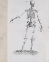 An illustration from Pfennig-Encyklopädie der Anatomie, oder, Bildliche Darstellung der gesammten menschlichen Anatomie : nach Rosenmüller, Loder, Carl Bell, Gordon, Bock etc / gestochen von J.F. Schröter ; mit erklärendem Texte von. Th. Richter. (1834)