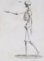 An illustration from Pfennig-Encyklopädie der Anatomie, oder, Bildliche Darstellung der gesammten menschlichen Anatomie : nach Rosenmüller, Loder, Carl Bell, Gordon, Bock etc / gestochen von J.F. Schröter ; mit erklärendem Texte von. Th. Richter. (1834)