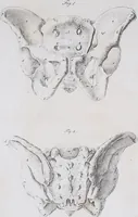An illustration from Pfennig-Encyklopädie der Anatomie, oder, Bildliche Darstellung der gesammten menschlichen Anatomie : nach Rosenmüller, Loder, Carl Bell, Gordon, Bock etc / gestochen von J.F. Schröter ; mit erklärendem Texte von. Th. Richter. (1834)