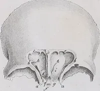An illustration from Pfennig-Encyklopädie der Anatomie, oder, Bildliche Darstellung der gesammten menschlichen Anatomie : nach Rosenmüller, Loder, Carl Bell, Gordon, Bock etc / gestochen von J.F. Schröter ; mit erklärendem Texte von. Th. Richter. (1834)