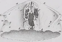 Picture 11 of 68 from Pfennig-Encyklopädie der Anatomie, oder, Bildliche Darstellung der gesammten menschlichen Anatomie : nach Rosenmüller, Loder, Carl Bell, Gordon, Bock etc / gestochen von J.F. Schröter ; mit erklärendem Texte von. Th. Richter. (1834), leaf 71