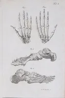 Picture 12 of 68 from Pfennig-Encyklopädie der Anatomie, oder, Bildliche Darstellung der gesammten menschlichen Anatomie : nach Rosenmüller, Loder, Carl Bell, Gordon, Bock etc / gestochen von J.F. Schröter ; mit erklärendem Texte von. Th. Richter. (1834), leaf 71