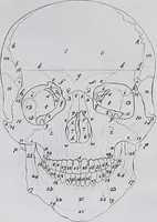 Picture 13 of 68 from Pfennig-Encyklopädie der Anatomie, oder, Bildliche Darstellung der gesammten menschlichen Anatomie : nach Rosenmüller, Loder, Carl Bell, Gordon, Bock etc / gestochen von J.F. Schröter ; mit erklärendem Texte von. Th. Richter. (1834), leaf 73