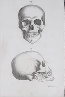 Picture 15 of 68 from Pfennig-Encyklopädie der Anatomie, oder, Bildliche Darstellung der gesammten menschlichen Anatomie : nach Rosenmüller, Loder, Carl Bell, Gordon, Bock etc / gestochen von J.F. Schröter ; mit erklärendem Texte von. Th. Richter. (1834), leaf 73