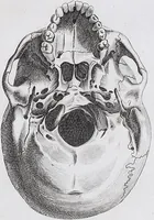 An illustration from Pfennig-Encyklopädie der Anatomie, oder, Bildliche Darstellung der gesammten menschlichen Anatomie : nach Rosenmüller, Loder, Carl Bell, Gordon, Bock etc / gestochen von J.F. Schröter ; mit erklärendem Texte von. Th. Richter. (1834)