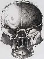 Picture 19 of 68 from Pfennig-Encyklopädie der Anatomie, oder, Bildliche Darstellung der gesammten menschlichen Anatomie : nach Rosenmüller, Loder, Carl Bell, Gordon, Bock etc / gestochen von J.F. Schröter ; mit erklärendem Texte von. Th. Richter. (1834), leaf 77