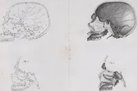 Picture 20 of 68 from Pfennig-Encyklopädie der Anatomie, oder, Bildliche Darstellung der gesammten menschlichen Anatomie : nach Rosenmüller, Loder, Carl Bell, Gordon, Bock etc / gestochen von J.F. Schröter ; mit erklärendem Texte von. Th. Richter. (1834), leaf 79