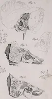 An illustration from Pfennig-Encyklopädie der Anatomie, oder, Bildliche Darstellung der gesammten menschlichen Anatomie : nach Rosenmüller, Loder, Carl Bell, Gordon, Bock etc / gestochen von J.F. Schröter ; mit erklärendem Texte von. Th. Richter. (1834)