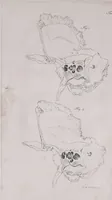 An illustration from Pfennig-Encyklopädie der Anatomie, oder, Bildliche Darstellung der gesammten menschlichen Anatomie : nach Rosenmüller, Loder, Carl Bell, Gordon, Bock etc / gestochen von J.F. Schröter ; mit erklärendem Texte von. Th. Richter. (1834)