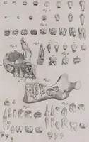 Picture 23 of 68 from Pfennig-Encyklopädie der Anatomie, oder, Bildliche Darstellung der gesammten menschlichen Anatomie : nach Rosenmüller, Loder, Carl Bell, Gordon, Bock etc / gestochen von J.F. Schröter ; mit erklärendem Texte von. Th. Richter. (1834), leaf 87