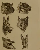 An illustration from Essays on physiognomy : designed to promote the knowledge and the love of mankind / written in the German language by John Caspar Lavater ; and translated into English by Thomas Holcroft ; to which are added one hundred physiognomonical rules, a posthumous work by Mr. Lavater and Memoirs of the life of the author compiled principally from The Life of Lavater, by G. Gessner. (1850)