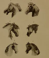 An illustration from Essays on physiognomy : designed to promote the knowledge and the love of mankind / written in the German language by John Caspar Lavater ; and translated into English by Thomas Holcroft ; to which are added one hundred physiognomonical rules, a posthumous work by Mr. Lavater and Memoirs of the life of the author compiled principally from The Life of Lavater, by G. Gessner. (1850)