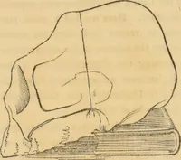 An illustration from Manual of phrenology : as an accompaniment to the phrenological bust / [James De Ville]. (1835)