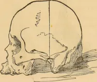 An illustration from Manual of phrenology : as an accompaniment to the phrenological bust / [James De Ville]. (1835)