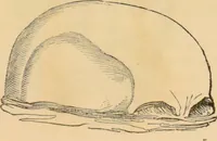 Picture 11 of 20 from Manual of phrenology : as an accompaniment to the phrenological bust / [James De Ville]. (1835), leaf 43
