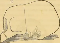 Picture 14 of 20 from Manual of phrenology : as an accompaniment to the phrenological bust / [James De Ville]. (1835), leaf 46