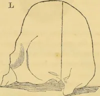 Picture 15 of 20 from Manual of phrenology : as an accompaniment to the phrenological bust / [James De Ville]. (1835), leaf 46