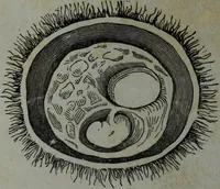 An illustration from The midwife's guide : being the complete works of Aristotle : beautifully illustrated. To which is added an appendix, explanatory of the illustrations, never before published. (1845)