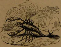 Picture 32 of 71 from L'art de connaître l'avenir par la chiromancie, les horoscopes, les divinations anciennes, le marc de café, etc. / Par Johannès Trismégiste [i.e. Lorambert]. Orné de 101 figures. (1843), leaf 57