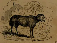 Picture 43 of 71 from L'art de connaître l'avenir par la chiromancie, les horoscopes, les divinations anciennes, le marc de café, etc. / Par Johannès Trismégiste [i.e. Lorambert]. Orné de 101 figures. (1843), leaf 67