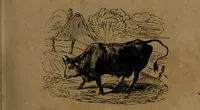 Picture 45 of 71 from L'art de connaître l'avenir par la chiromancie, les horoscopes, les divinations anciennes, le marc de café, etc. / Par Johannès Trismégiste [i.e. Lorambert]. Orné de 101 figures. (1843), leaf 69