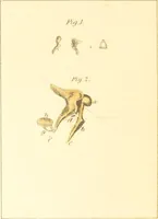 An illustration from A familiar treatise on the five senses : being an account of the conformation and functions of the eye, ear, nose, tongue, and skin ... / by Charles Bell. (1841)
