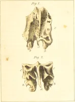 An illustration from A familiar treatise on the five senses : being an account of the conformation and functions of the eye, ear, nose, tongue, and skin ... / by Charles Bell. (1841)