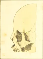 An illustration from A familiar treatise on the five senses : being an account of the conformation and functions of the eye, ear, nose, tongue, and skin ... / by Charles Bell. (1841)