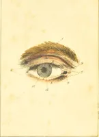 An illustration from A familiar treatise on the five senses : being an account of the conformation and functions of the eye, ear, nose, tongue, and skin ... / by Charles Bell. (1841)