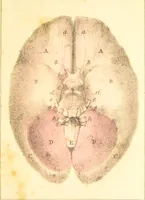 An illustration from A familiar treatise on the five senses : being an account of the conformation and functions of the eye, ear, nose, tongue, and skin ... / by Charles Bell. (1841)