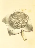 An illustration from A familiar treatise on the five senses : being an account of the conformation and functions of the eye, ear, nose, tongue, and skin ... / by Charles Bell. (1841)