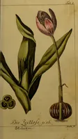 An illustration from Die Deutsche Giftpflanzen, : zur Verhütung der tragischen Vorfälle in den Haushaltungen, nach ihren botanischen Kennzeichen, nebst den Heilungsmitteln / von Johann Samuel Halle. (1784)